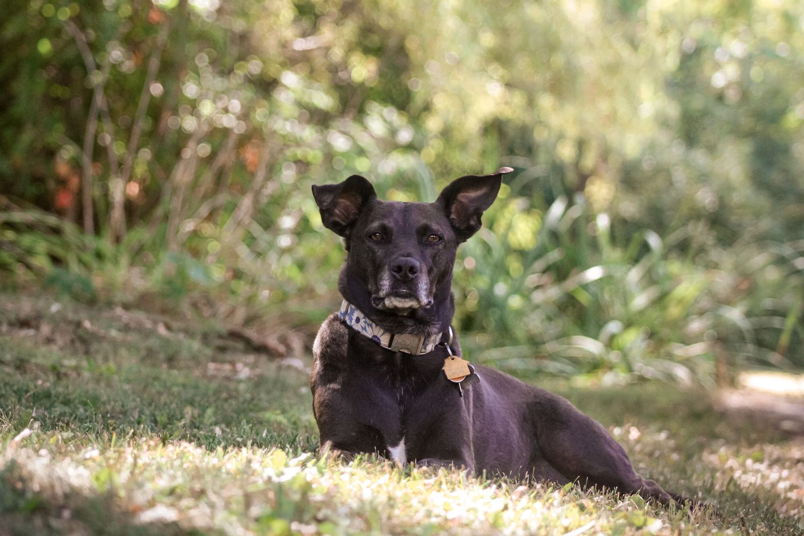 Cachorro deitado no pátio gramado de uma casa de temporada em Garopaba